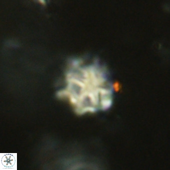 Discoaster catillomicros VR 18691