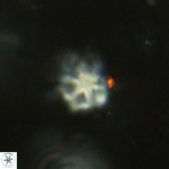 Discoaster catillomicros VR 18692