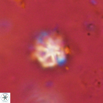 Discoaster catillomicros VR 18693