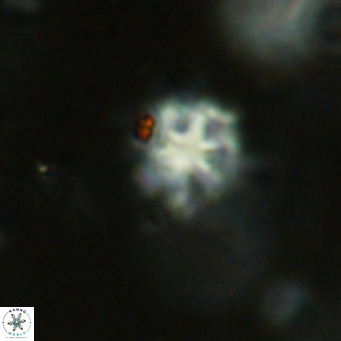 Discoaster catillomicros VR 18699