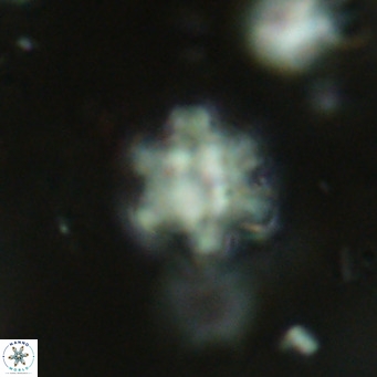 Discoaster catillomicros VR 18701