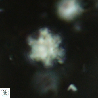 Discoaster catillomicros VR 18703