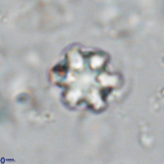 Discoaster catillomicros VR 18704