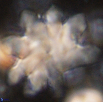 Discoaster cf mediosus 54396