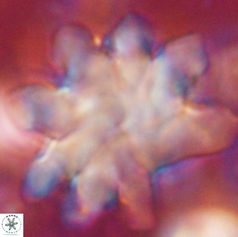 Discoaster cf mediosus 54397