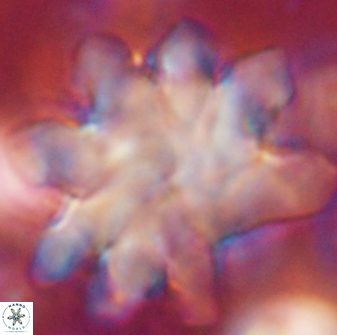 Discoaster cf mediosus 54404