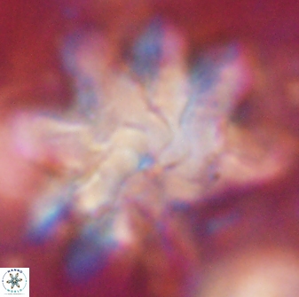 Discoaster cf mediosus 54405