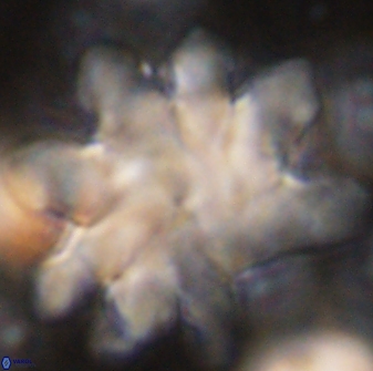 Discoaster cf mediosus 54406