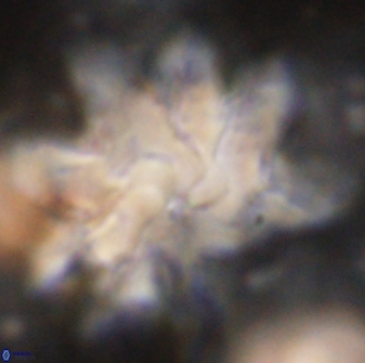 Discoaster cf mediosus 54407