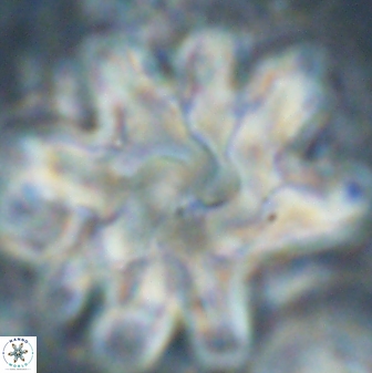Discoaster cf mediosus 54400