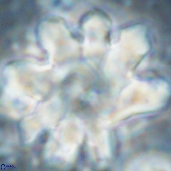 Discoaster cf mediosus 54402