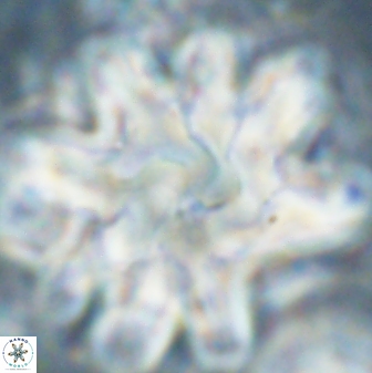 Discoaster cf mediosus 54403