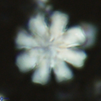 Discoaster cf nephados VR 02751