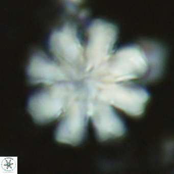 Discoaster cf nephados VR 02751