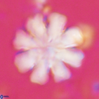 Discoaster cf nephados VR 02752