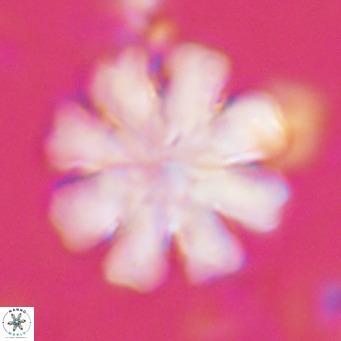 Discoaster cf nephados VR 02752