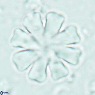 Discoaster cf nephados VR 02753