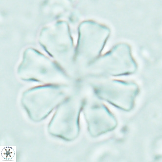 Discoaster cf nephados VR 02753