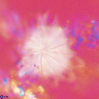 Discoaster cf splendidus 61028