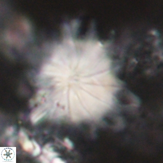 Discoaster cf splendidus 61029