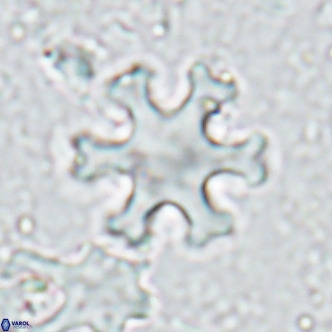 Discoaster deflandrei VR 17279