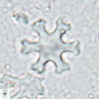 Discoaster deflandrei VR 17279