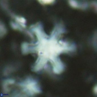 Discoaster deflandrei VR 17282