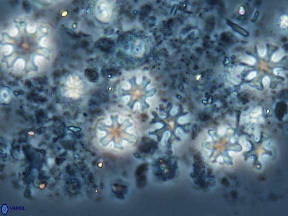 Discoaster deflandrei influx 27693