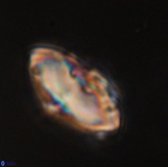 Discoaster delicatus 43741