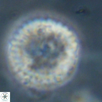Discoaster delicatus 43743