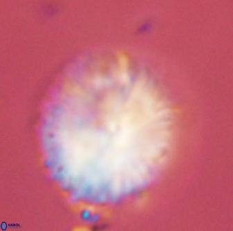 Discoaster delicatus 43746