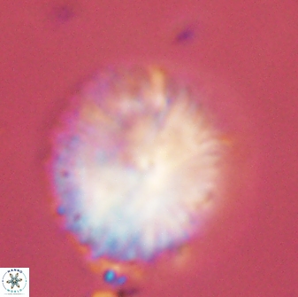 Discoaster delicatus 43746
