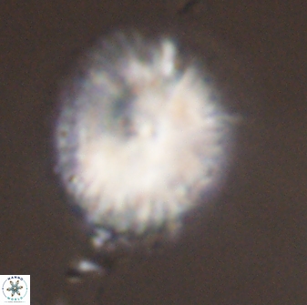 Discoaster delicatus 43747