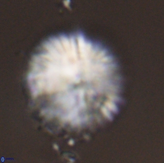 Discoaster delicatus 43749