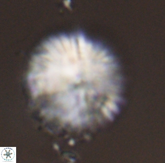 Discoaster delicatus 43749