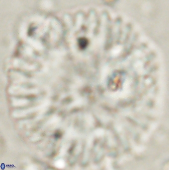 Discoaster delicatus 54352