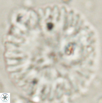 Discoaster delicatus 54352