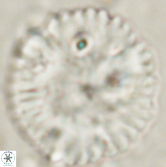 Discoaster delicatus 54353