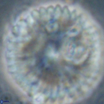 Discoaster delicatus 54354