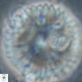 Discoaster delicatus 54354