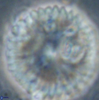 Discoaster delicatus 54355