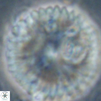 Discoaster delicatus 54355
