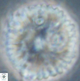 Discoaster delicatus 54356