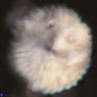 Discoaster delicatus 54357