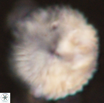 Discoaster delicatus 54357