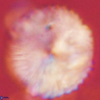 Discoaster delicatus 54358