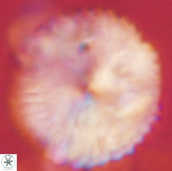 Discoaster delicatus 54358