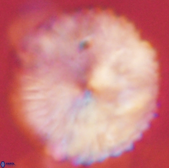 Discoaster delicatus 54359