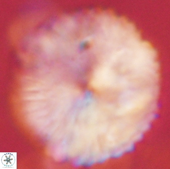 Discoaster delicatus 54359