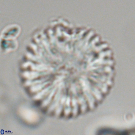 Discoaster delicatus 69940